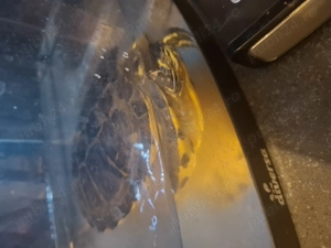 Broască țestoasă  - imagine 2