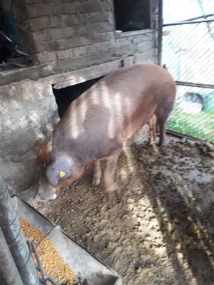 Vînd porci duroc de carne crescuți naturale  - imagine 2