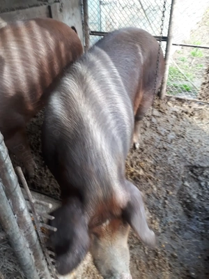 Vînd porci duroc de carne crescuți naturale  - imagine 3