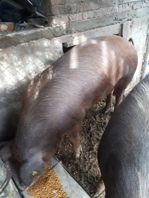 Vînd porci duroc de carne crescuți naturale  - imagine 5