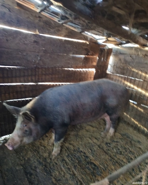 PORCI de vanzare