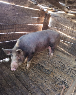 Porci de vanzare - imagine 3