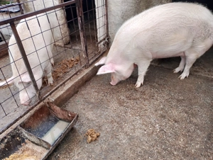 Vând porc de țară crescut natural are in jur de 290 kg - imagine 4