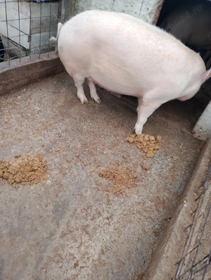 Vând porc de țară crescut natural are in jur de 290 kg - imagine 5
