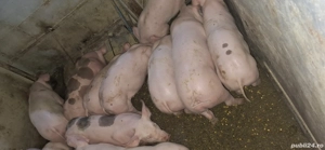 vand purcei carne de țara 