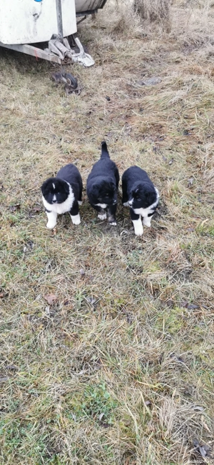 Căței de vânzare  - imagine 4