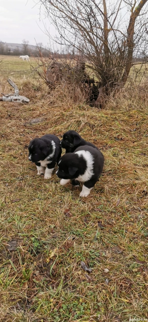 Căței de vânzare  - imagine 3