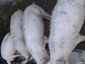 Grasuni de vanzare  - imagine 2