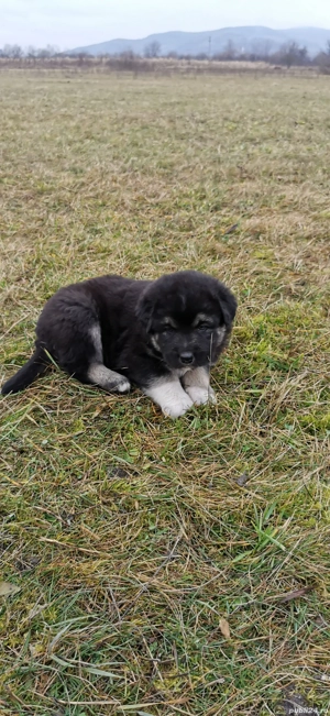 Căței de vânzare  - imagine 2