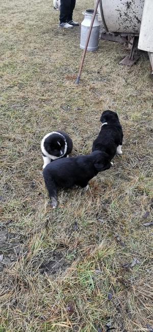 Căței de vânzare  - imagine 5