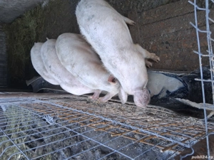 Grasuni de vanzare  - imagine 3