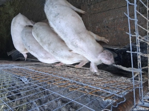 Grasuni de vanzare  - imagine 5