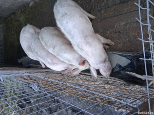 Grasuni de vanzare  - imagine 4