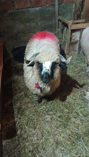 Berbec țurcan de vânzare  - imagine 2