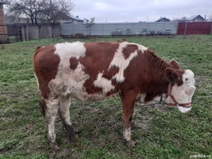 De vânzare  - imagine 4