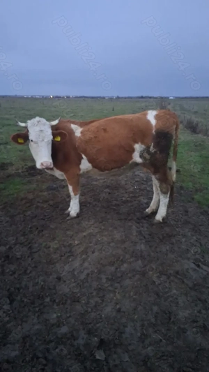 Vaca baltata romaneasca - imagine 2