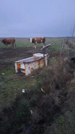 Vaca baltata romaneasca - imagine 3