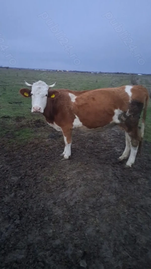 Vaca baltata romaneasca