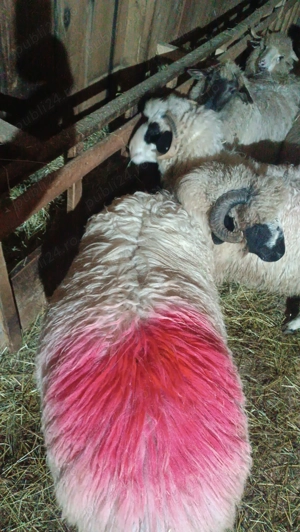 Berbec țurcan de vânzare  - imagine 5