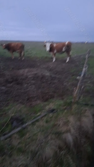 Vaca baltata romaneasca - imagine 4