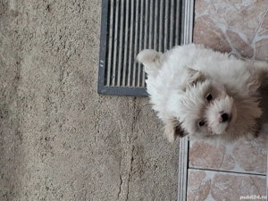 De vanzare bichon maltez baiat - imagine 3