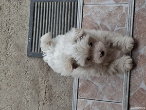 De vanzare bichon maltez baiat