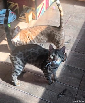 Vand pereche de bengali - imagine 4