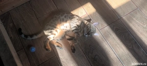 Vand pereche de bengali - imagine 5