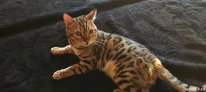 Vand pereche de bengali - imagine 1