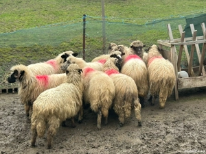 vand 10 oi gestante breze si 2 mielute  - imagine 2