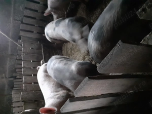 Porci de vanzare  - imagine 3