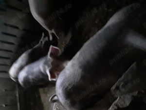 Porci de vanzare  - imagine 2