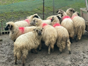 vand 10 oi gestante breze si 2 mielute  - imagine 4