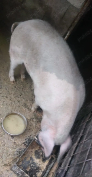 Vând purcica kg 20 de lei carne în viu greutatea 160  - imagine 2