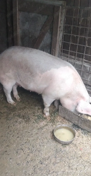 Vând purcica kg 20 de lei carne în viu greutatea 160 