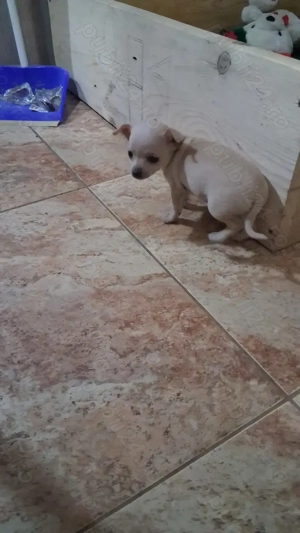 Catelusa chihuahua de 7 saptamani - imagine 2