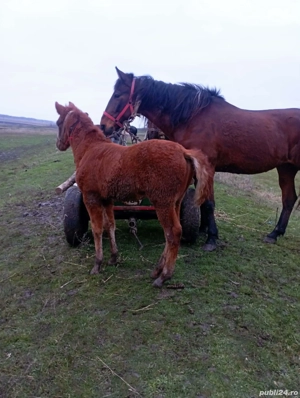 mânz de vanzare 3 luni - imagine 2