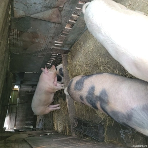 vând porci 15 lei kg