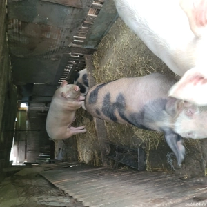 vând porci 15 lei kg - imagine 4