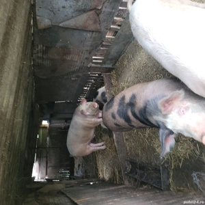 vând porci 15 lei kg - imagine 3