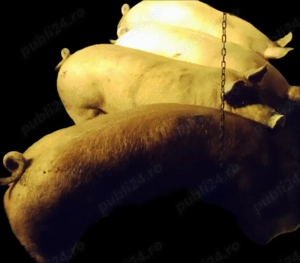 De vânzare crescuți în gospodărie la tara cu porumb  grâu  - imagine 2