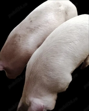 De vânzare crescuți în gospodărie la tara cu porumb  grâu  - imagine 4