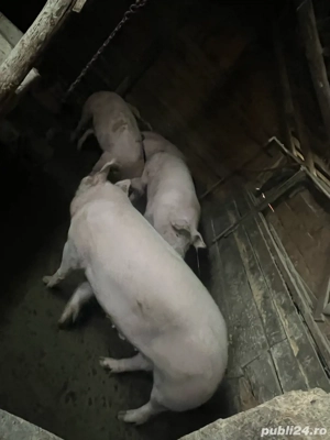 Vând Porci !!
