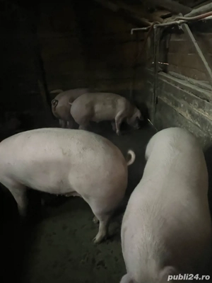 Vând Porci !! - imagine 2
