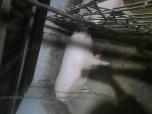 Vand scroafa 10 ron  kg - imagine 3