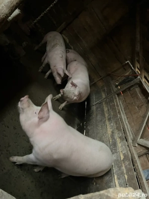 Vând Porci !! - imagine 4