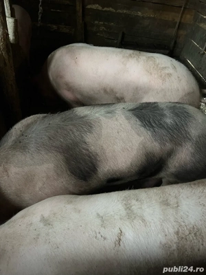 Vând Porci !! - imagine 3
