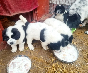 Ciobanesc de Bucovina  - imagine 4