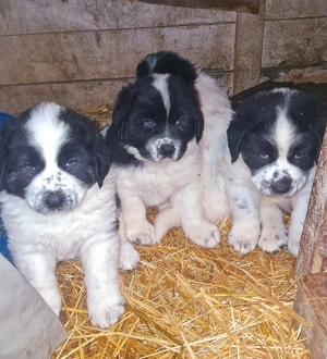 Ciobanesc de Bucovina  - imagine 5