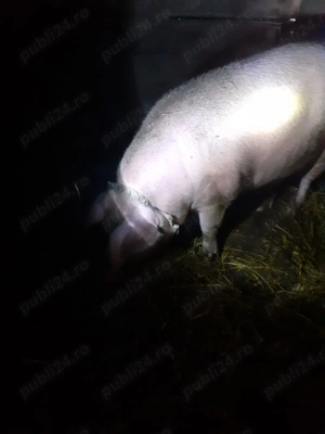 Vand porc crescut la tara natural 14 lei kg aproximativ 180 kg - imagine 2